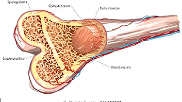 Bone Marrow Transplant Centres in India